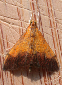 Bicolored Pyrausta